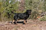 JAGDTERRIER ALLEMAND 044